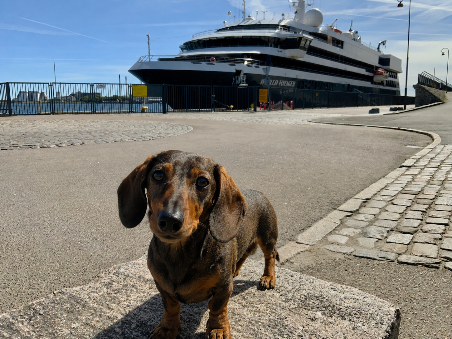 Geeignete Schiffe für Kreuzfahrten mit Hund Kreuzfahrtschiff als Symbol für geeignete Schiffe und Bordkonzepte bei Kreuzfahrten mit Hund